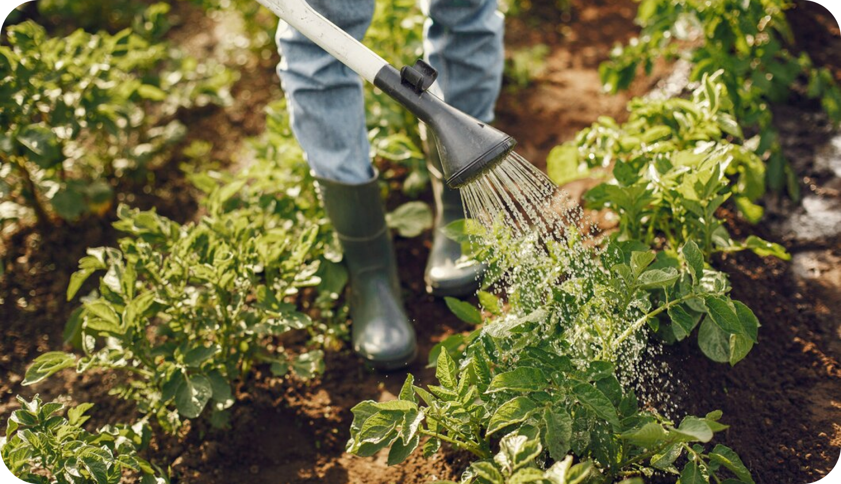 Chronica Horticulturae Volume 64