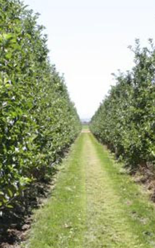 Hort Forum: Are 2-D orchard canopy management systems a leap forward or a side-step?