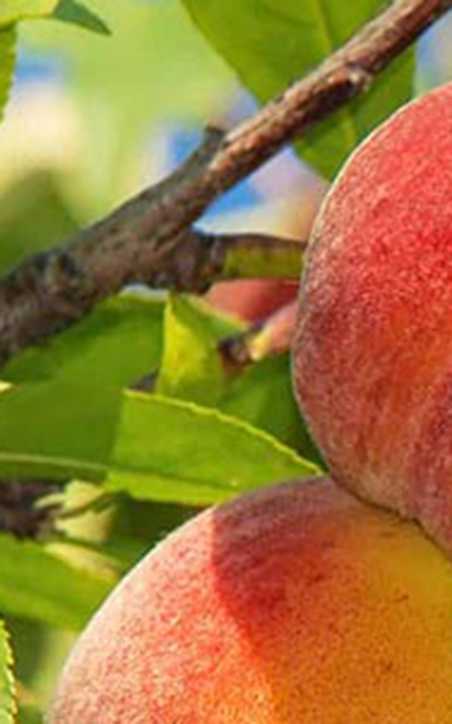 HortForum: Leveraging Molecular Markers in Fruit Tree Breeding: From Promise to Reality
