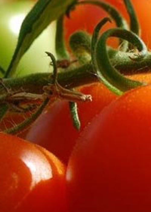 Save the date: VII International Symposium on Tomato Diseases